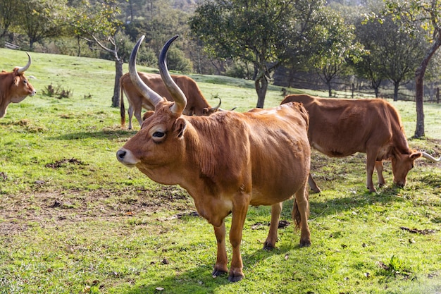 Mucca di razza cachena su un campo verde. Allevamento di bovini, Galizia, Spagna