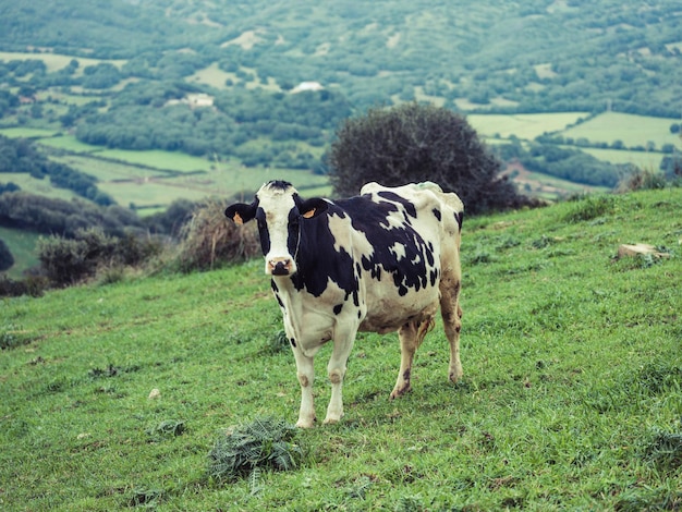 Mucca di razza Holstein al pascolo in campo erboso sul pendio di verdi colline in campagna