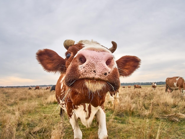 Mucca divertente al prato d'autunno