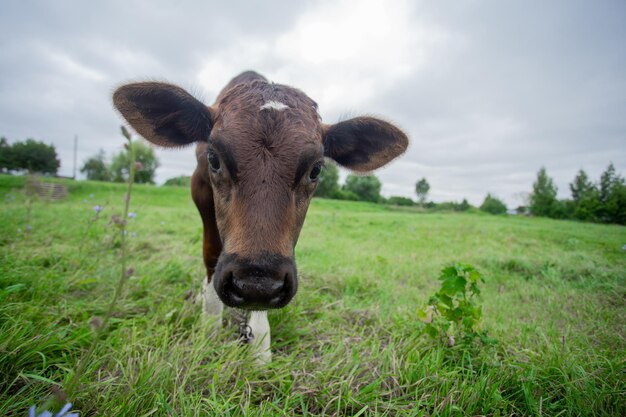 Mucca domestica al pascolo su un prato verde