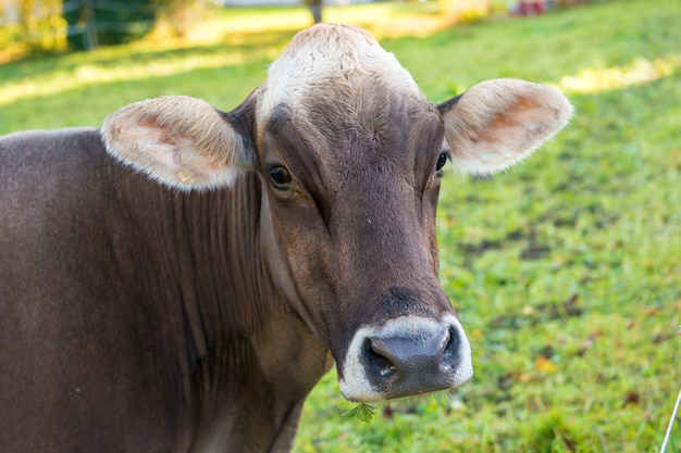 Mucca domestica in fattoria