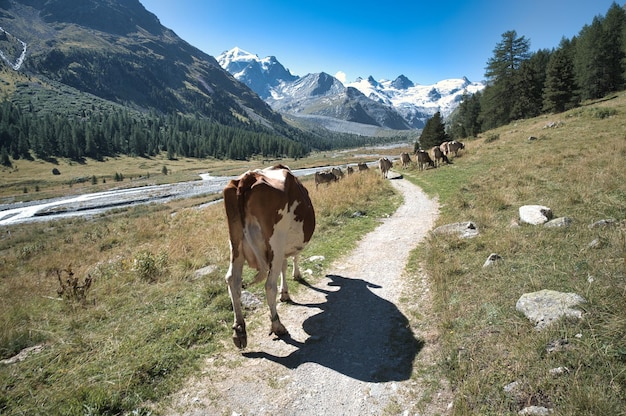 Mucca e la sua ombra sul sentiero di montagna