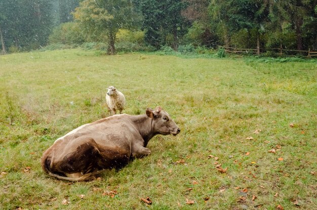 Mucca e pecora che pascono nel campo