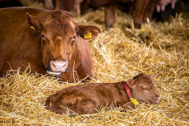 Mucca e vitello appena nato sdraiati nella paglia presso l'allevamento di bestiame Allevamento e riproduzione di animali domestici