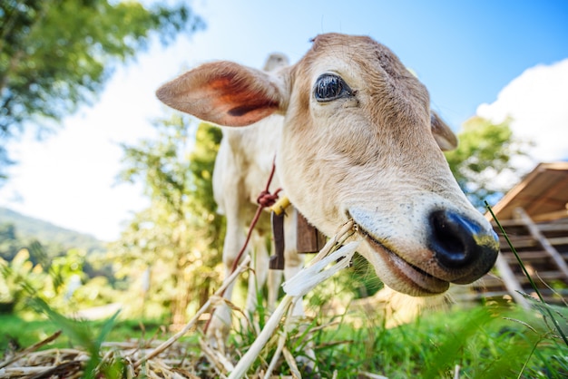 mucca faccia buffa in natura