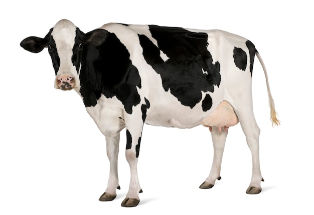 Mucca Holstein in piedi