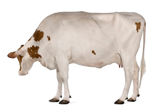 Mucca Holstein in piedi