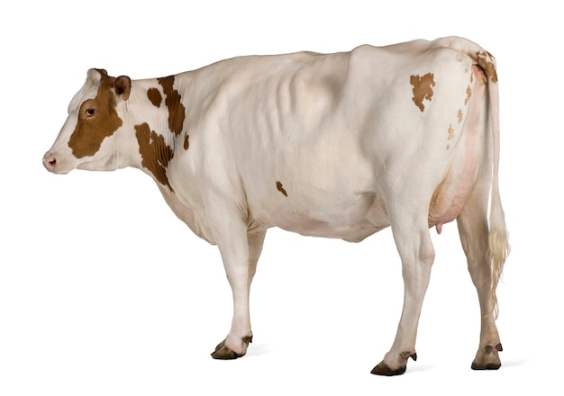 Mucca Holstein in piedi