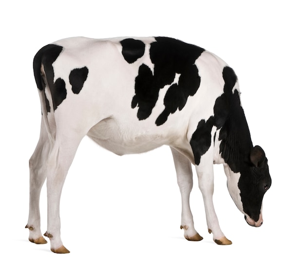 Mucca Holstein in piedi