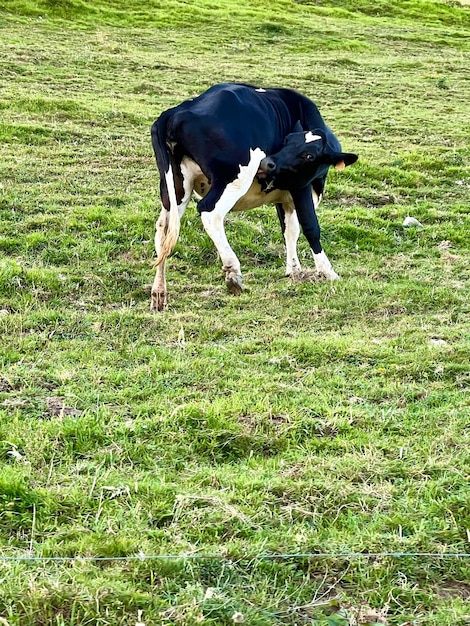 Mucca in bianco e nero che si lecca sul prato verde