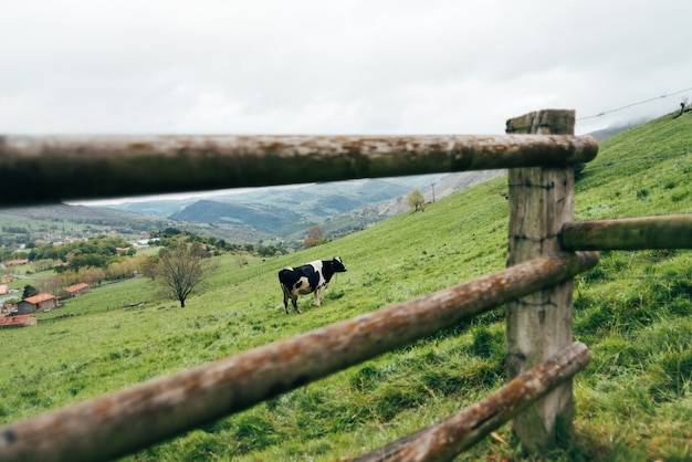 Mucca in bianco e nero che sta sul pendio della collina erbosa contro il cielo nuvoloso in campagna montagnosa