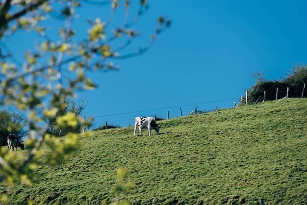 Mucca in bianco e nero che sta sul pendio della collina erbosa in campagna montagnosa