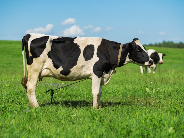 Mucca in bianco e nero in un campo erboso in una giornata luminosa e soleggiata