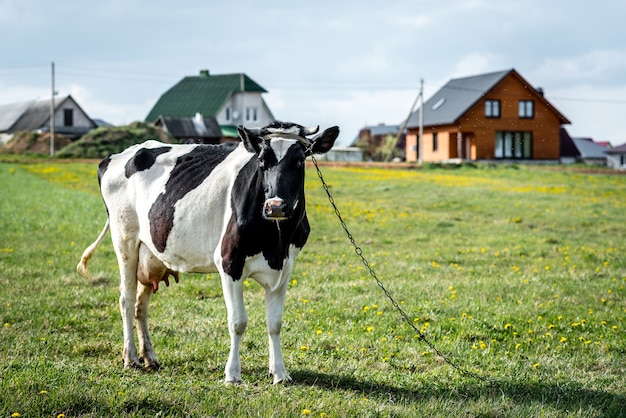 Mucca in bianco e nero nel campo.