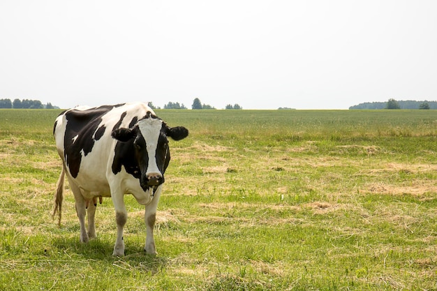 Mucca in bianco e nero senza corna che pasce nel prato