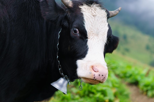 Mucca in bianco e nero sorpresa davanti al paesaggio della foresta della montagna