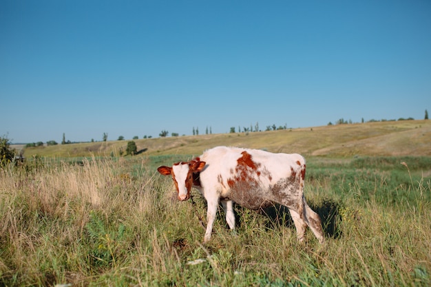 Mucca in campo