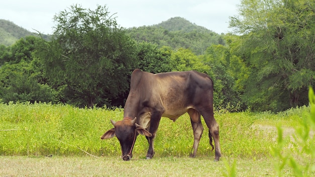 mucca in piedi su un prato verde