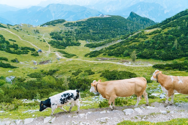 Mucca in piedi sulla strada attraverso le Alpi.