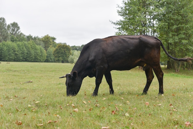 Mucca in prato. Rurale. Mucche al pascolo nel prato.