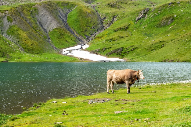 Mucca in Svizzera Alpi montagna Grindelwald in primo luogo