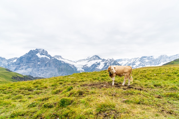 Mucca in Svizzera Alpi montagna Grindelwald in primo luogo