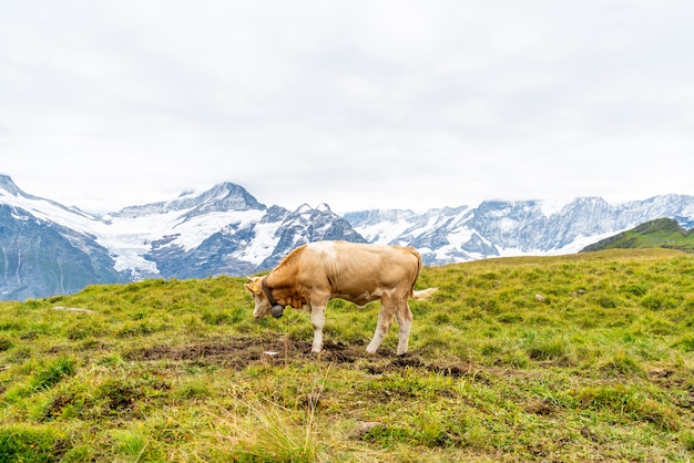 Mucca in Svizzera Alpi montagna Grindelwald in primo luogo