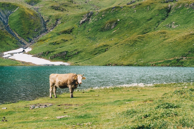 Mucca in Svizzera Alpi montagna Grindelwald in primo luogo