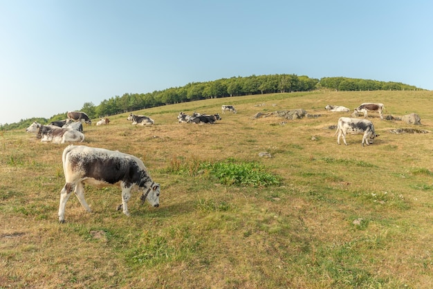 Mucca in un alpeggio in estate