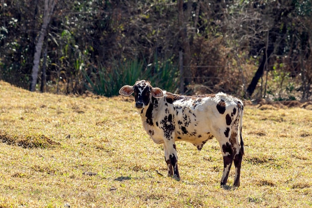 Mucca in un campo Fissando la telecamera