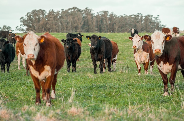 Mucca in un campo in Uruguay