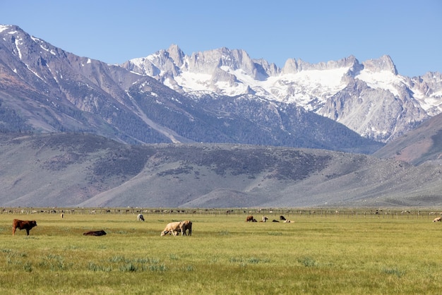 Mucca in un campo verde con il paesaggio di montagna sullo sfondo