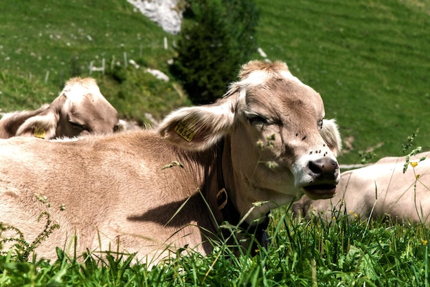 Mucca in un prato nelle Alpi