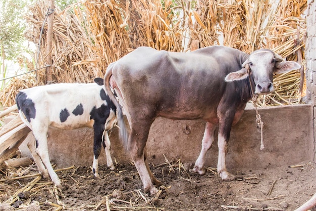 Mucca in un villaggio egiziano tradizionale vicino al Cairo, Egitto