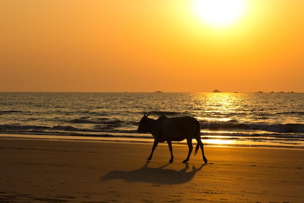 Mucca indiana silhouette contro il tramonto cielo arancione sulla spiaggia di Goa, India