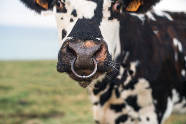 Mucca macchiata con il naso forato in Normandia, Francia