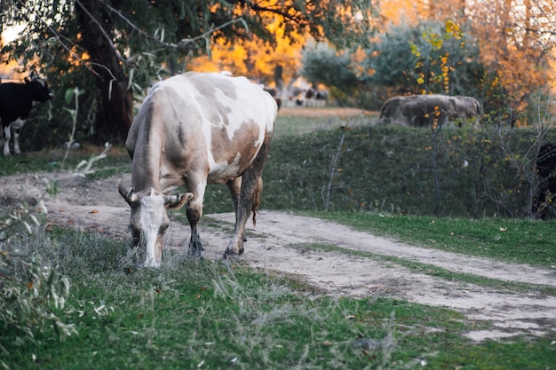 Mucca marrone bianca al pascolo con altre due mucche sullo sfondo nel prato vicino alla strada di campagna nella foresta in autunno Vita contadina Prodotti naturali Ritorno alla natura e rispetto per l'ambiente