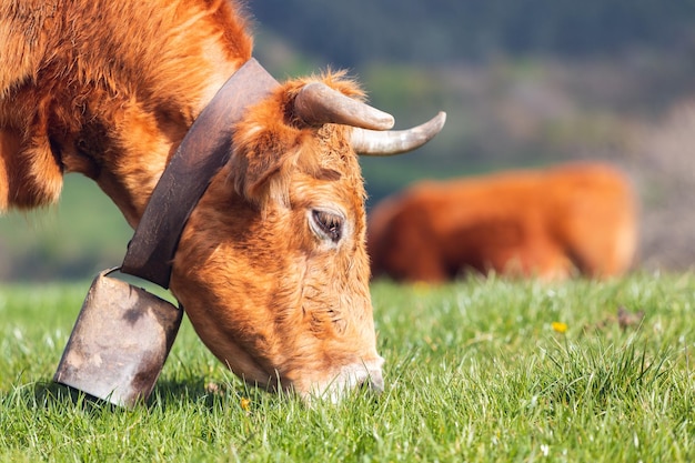 Mucca marrone che pasce liberamente in un campo verde tra le montagne