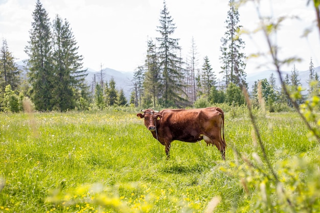 Mucca marrone che pasce su un pascolo verde vicino alle montagne