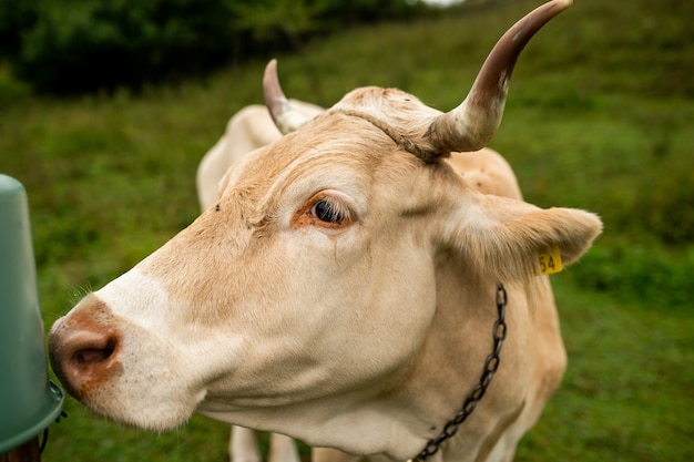 Mucca marrone chiaro del primo piano che posa nella campagna