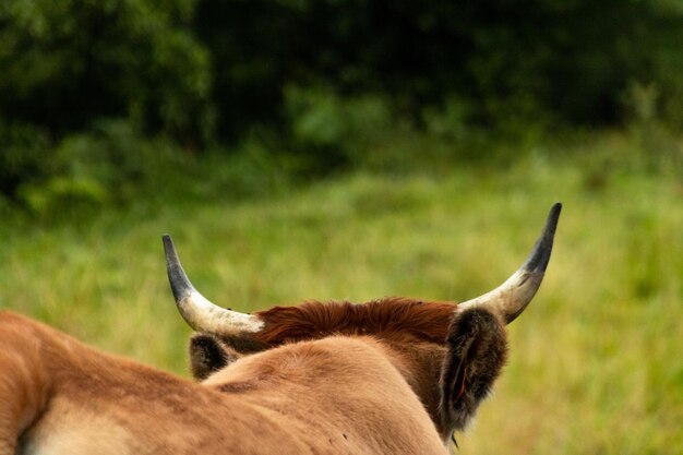 mucca marrone con le corna nel prato verde