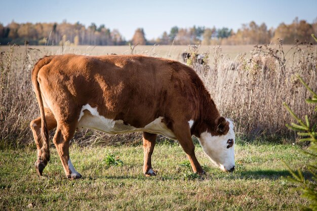 Mucca marrone con una testa bianca che pasce in un campo