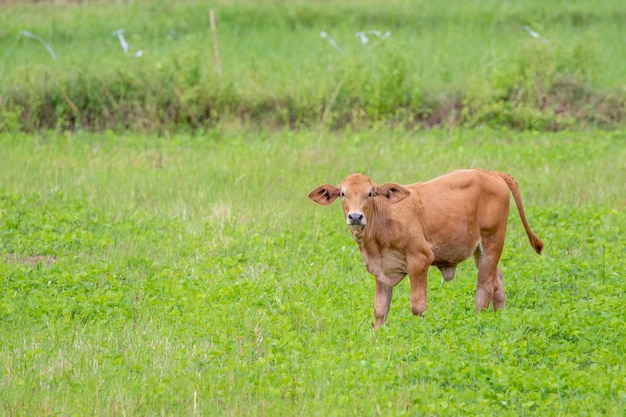 mucca marrone. Fattoria di animali.