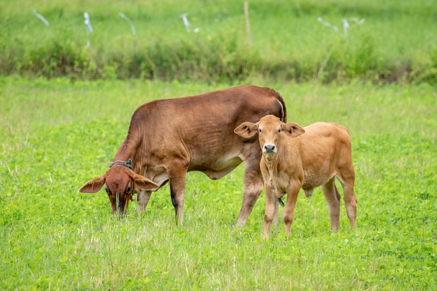 mucca marrone. Fattoria di animali.