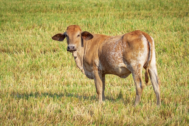 mucca marrone. Fattoria di animali.