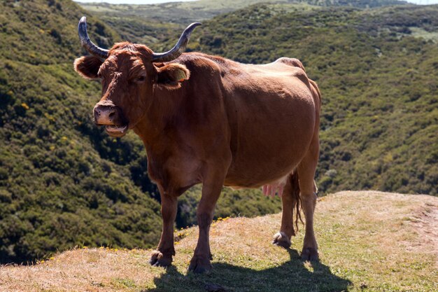 Mucca marrone in cima alla montagna