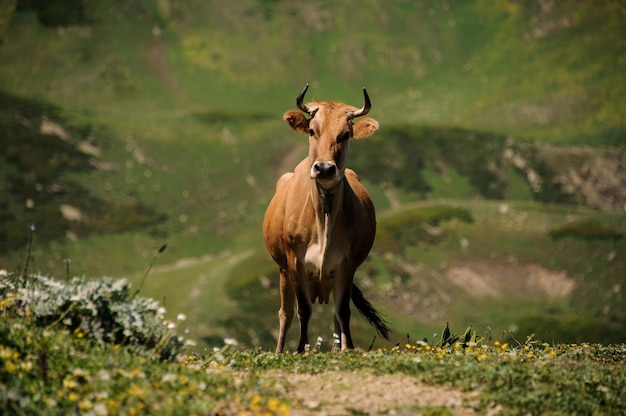 Mucca marrone in piedi sulla collina di erba verde sul percorso sullo sfondo sfocato