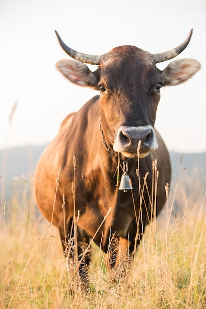 Mucca marrone in un pascolo in montagna appena prima del tramonto