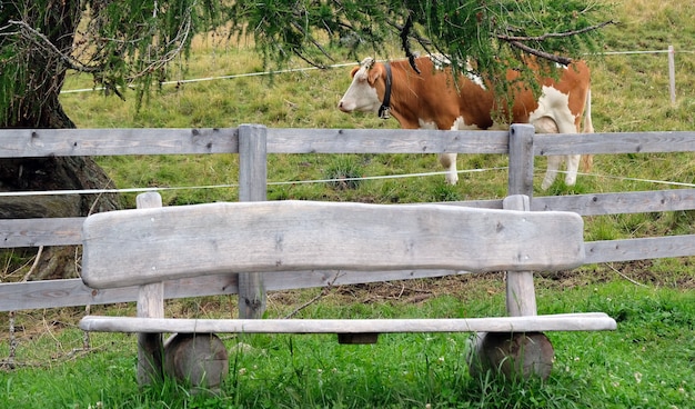 Mucca marrone in un prato nelle montagne austriache