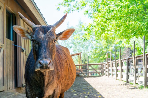Mucca marrone in una fattoria in una giornata estiva. Animale domestico carino.